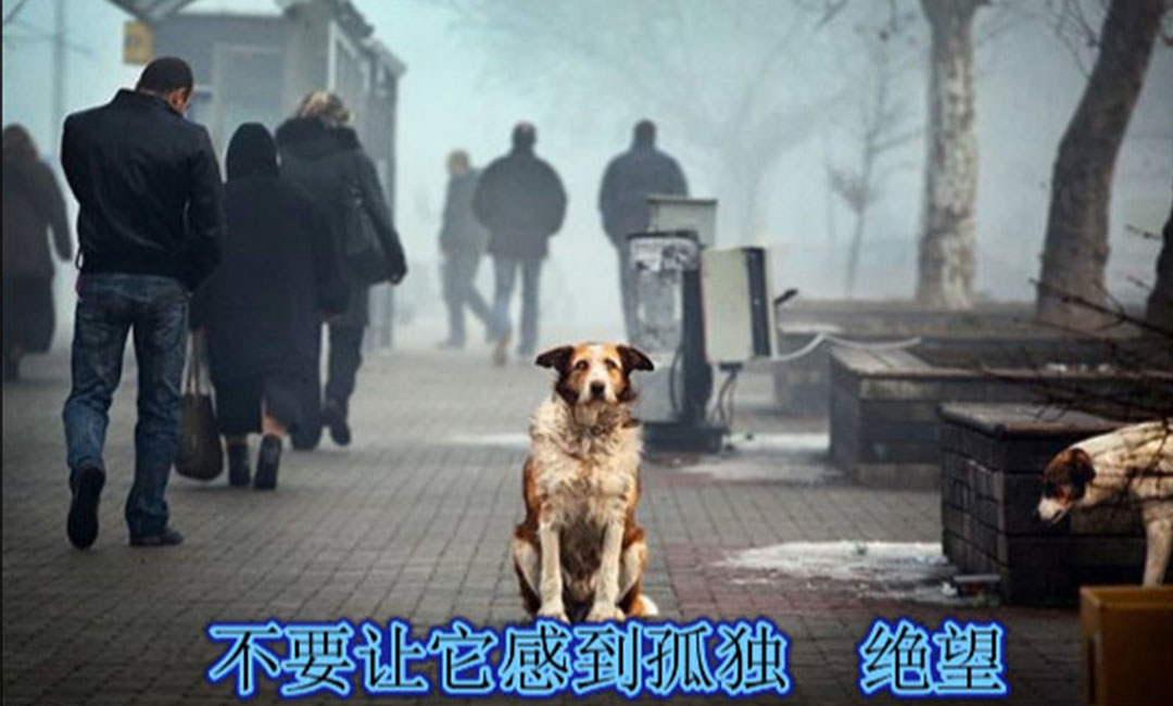 昌吉昌吉爱影圈微博微信转发案例